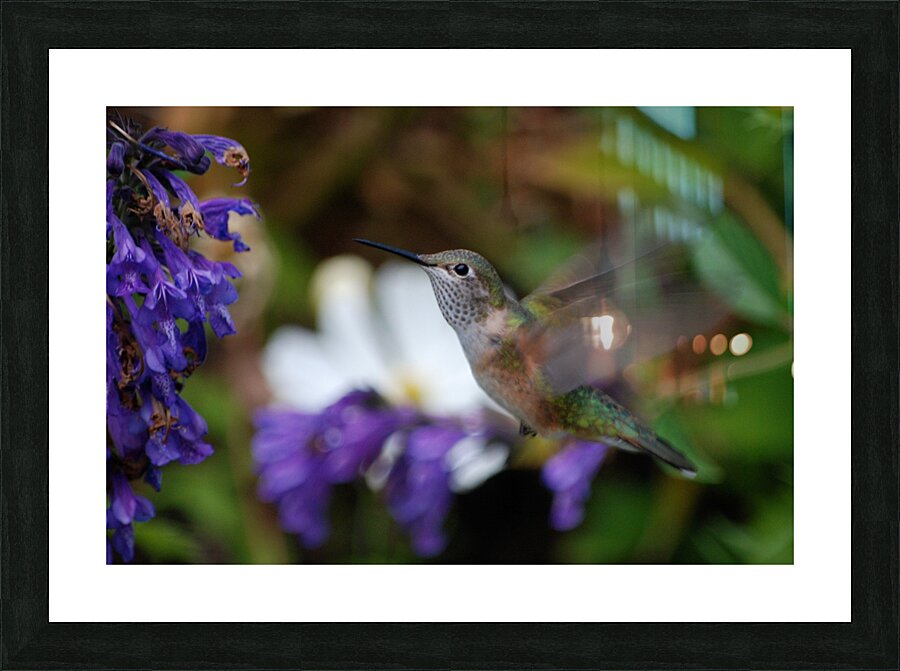 Hummingbird Picture Frame print