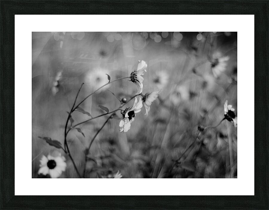 DSC 0656 Picture Frame print