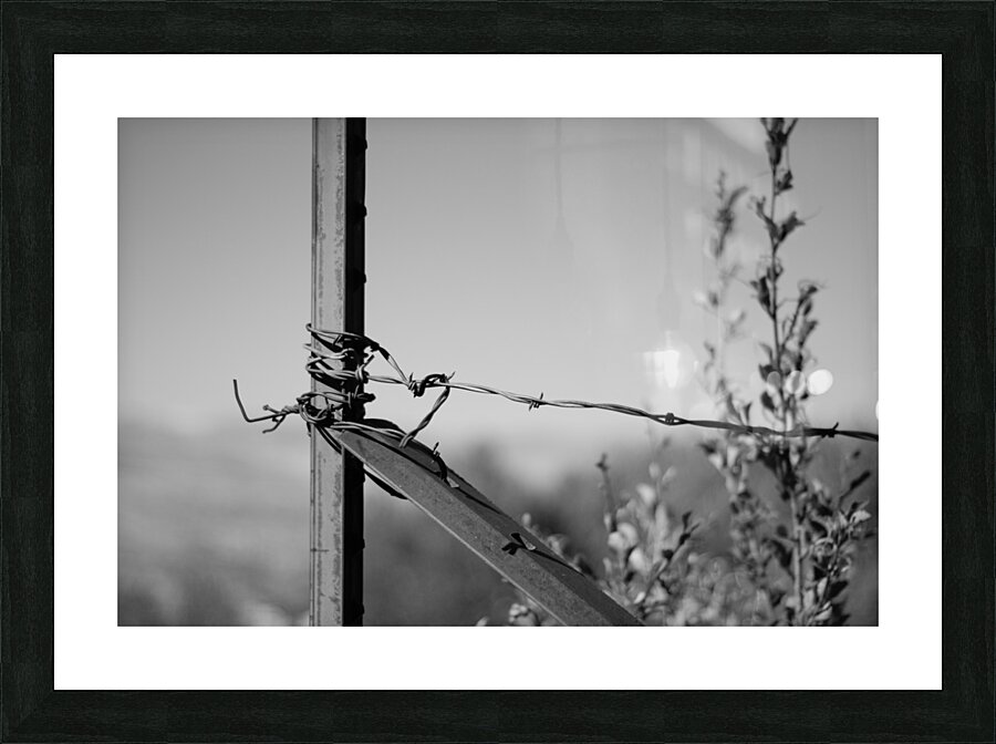 DSC 0782 Picture Frame print