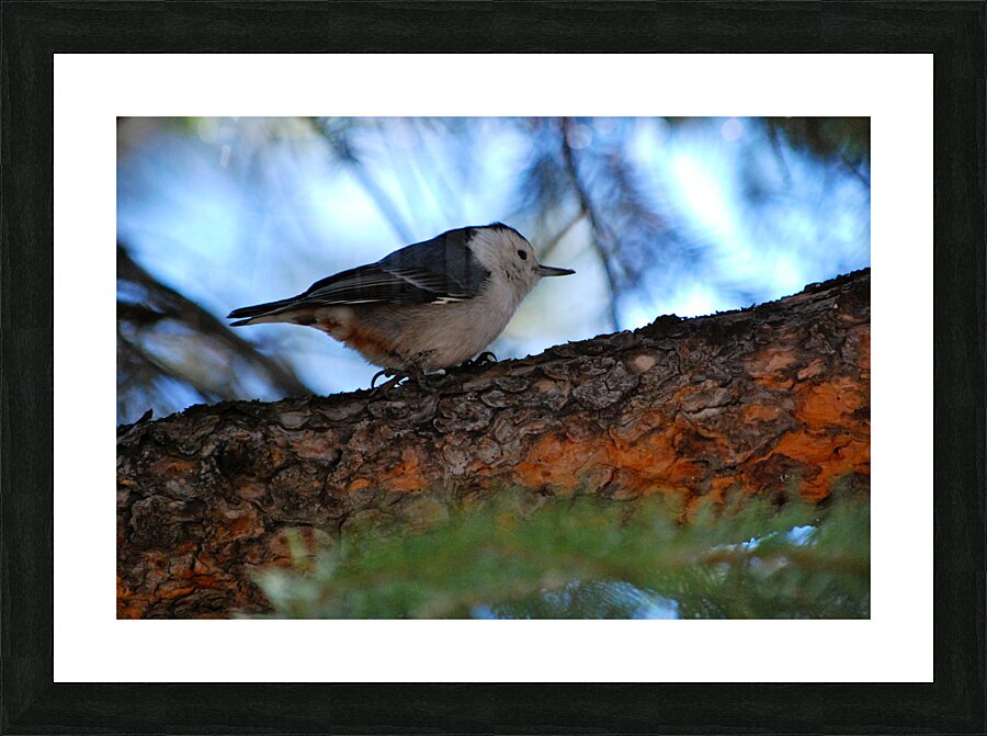 DSC 1839 Picture Frame print