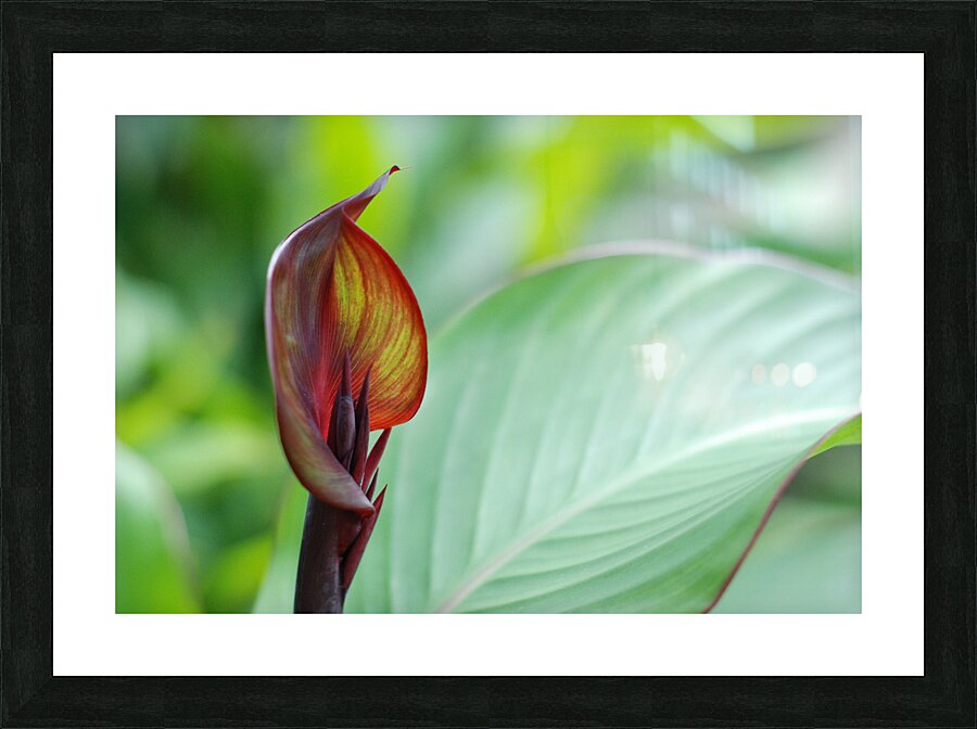 DSC 2040 Picture Frame print