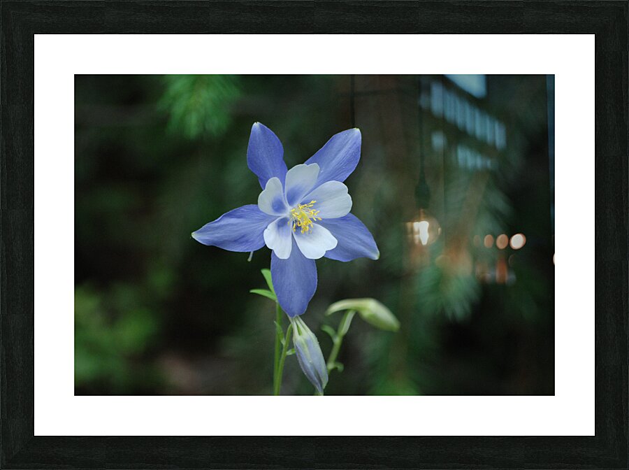 DSC 2332 Picture Frame print