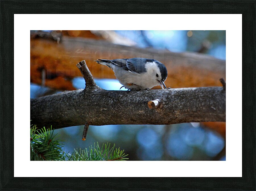DSC 1843 Picture Frame print