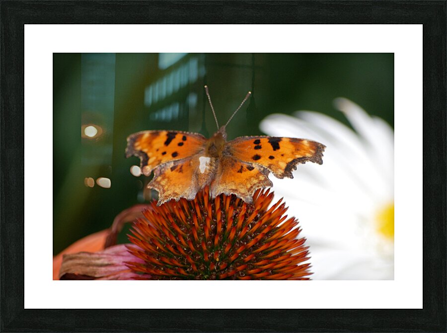 Vail Butterfly Picture Frame print