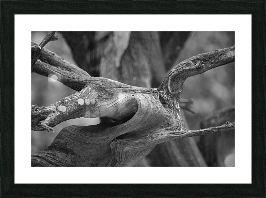 Gnarly Branch Picture Frame print