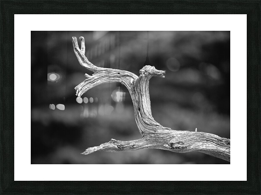 Lonely Branch Picture Frame print