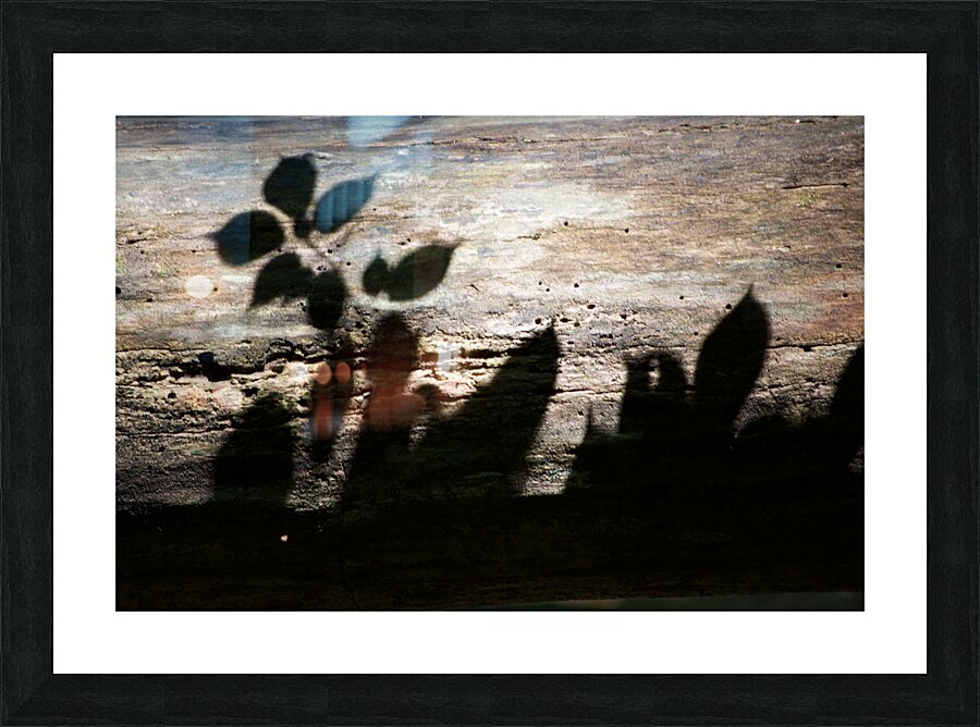Shadows on Log Picture Frame print