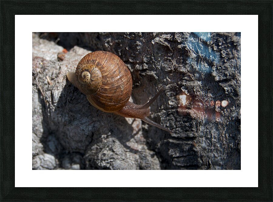 Snail on Tree Picture Frame print