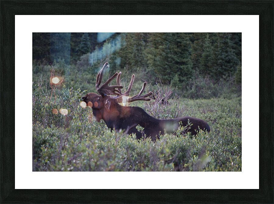 Moose Picture Frame print