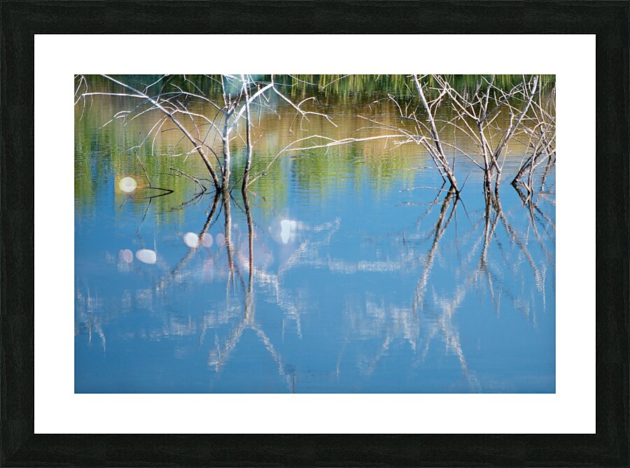 Reflected Branches Picture Frame print