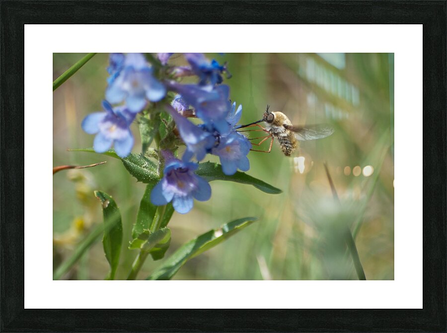 Thirsty Bee Picture Frame print