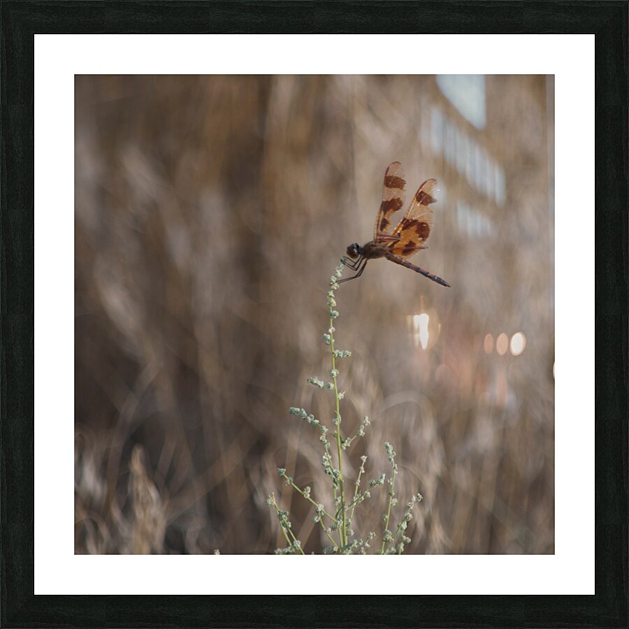 Dragonfly on Plant Picture Frame print