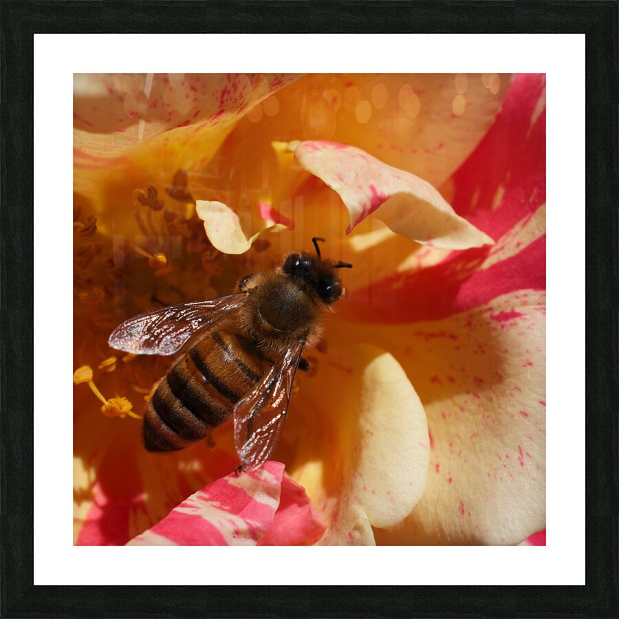 Bee on YellowOrange Flower Picture Frame print