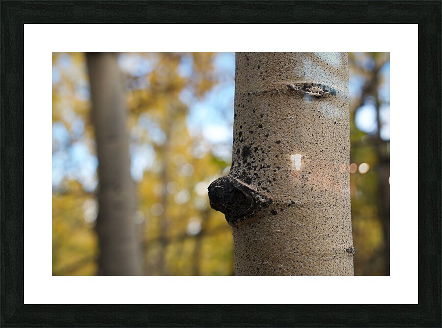 Tree Trunk Picture Frame print