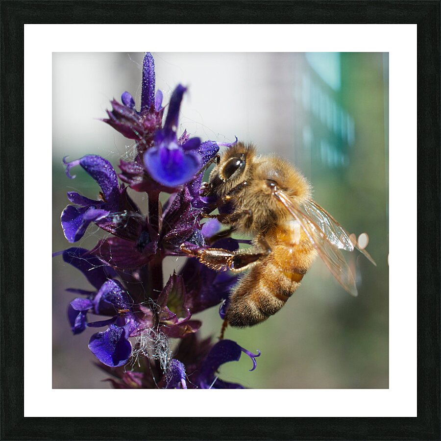  Bee on Purple Flowers Picture Frame print