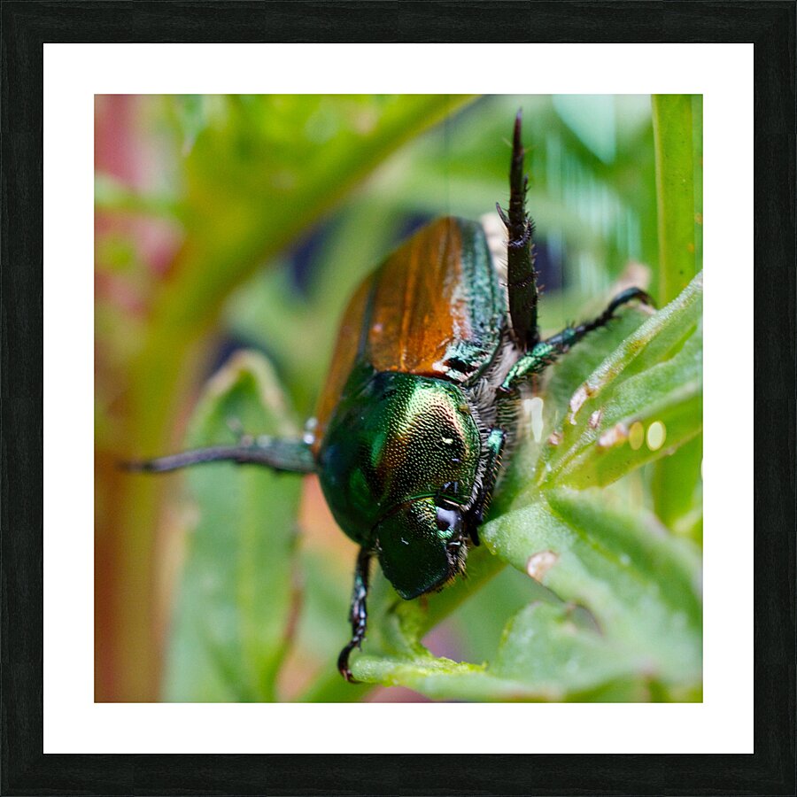 Japanese Beetle Picture Frame print