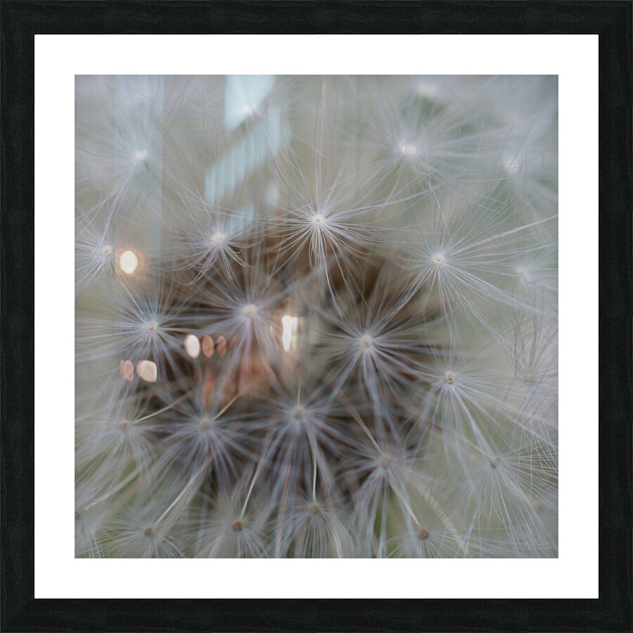 Dandelion Picture Frame print