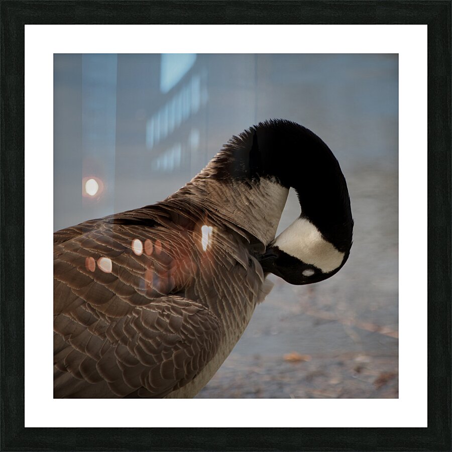 Grooming Goose Picture Frame print