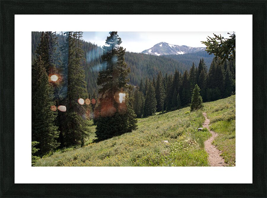 Trail Into Trees Picture Frame print