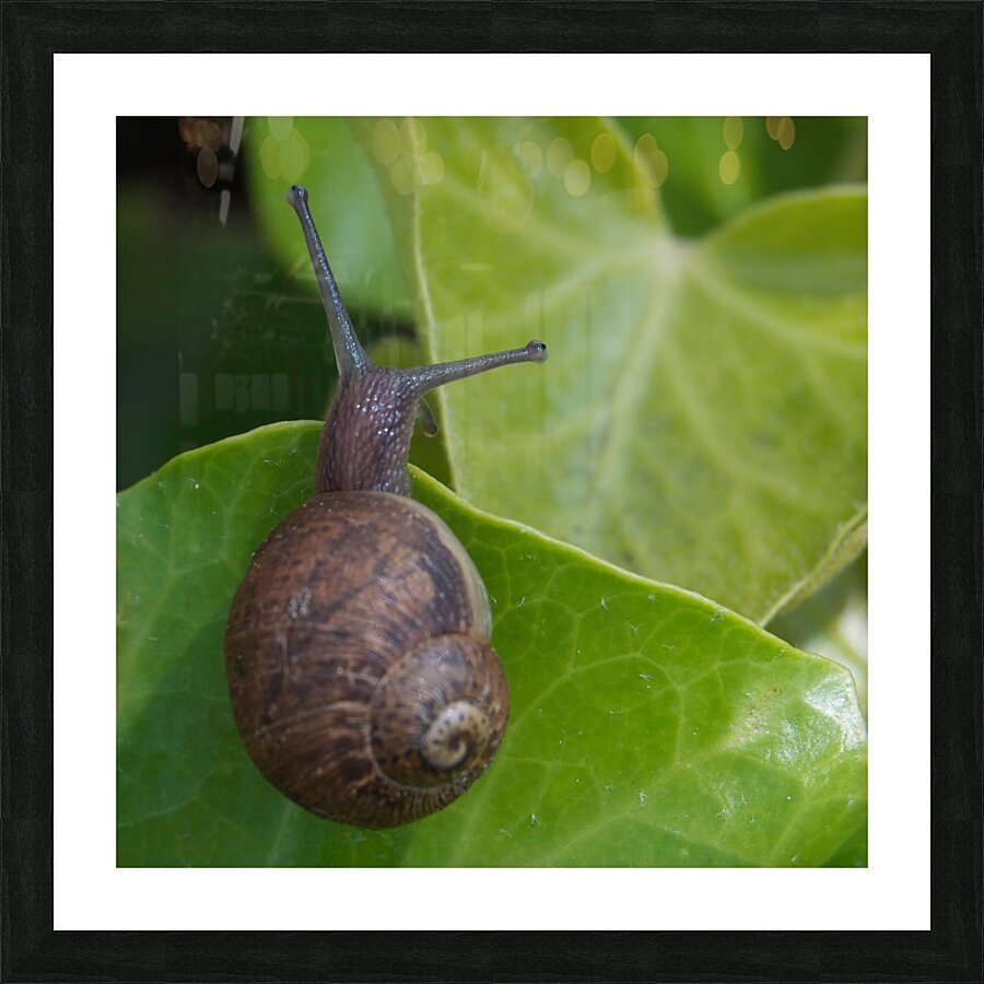 Snail on Leaf Picture Frame print