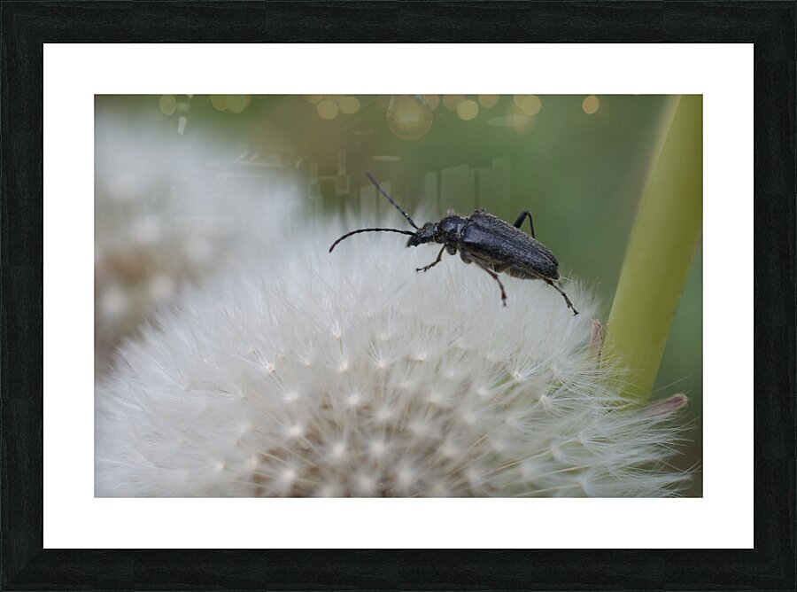 Beetle on Dandelion Picture Frame print