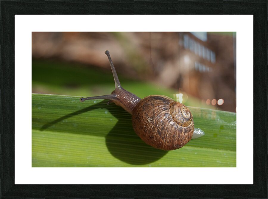 Snail on Grass Picture Frame print