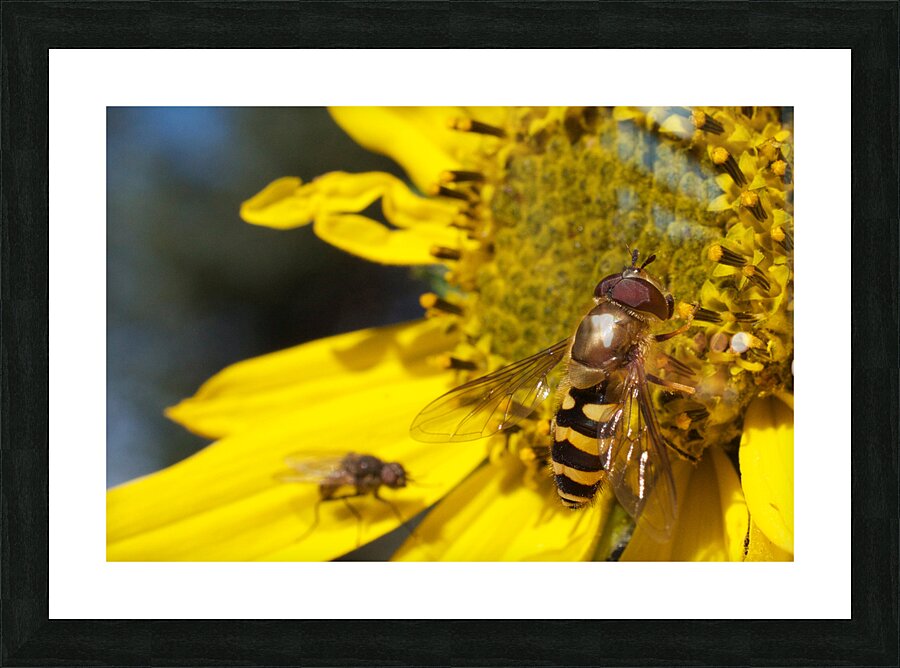 Bee on Yellow Flower Picture Frame print