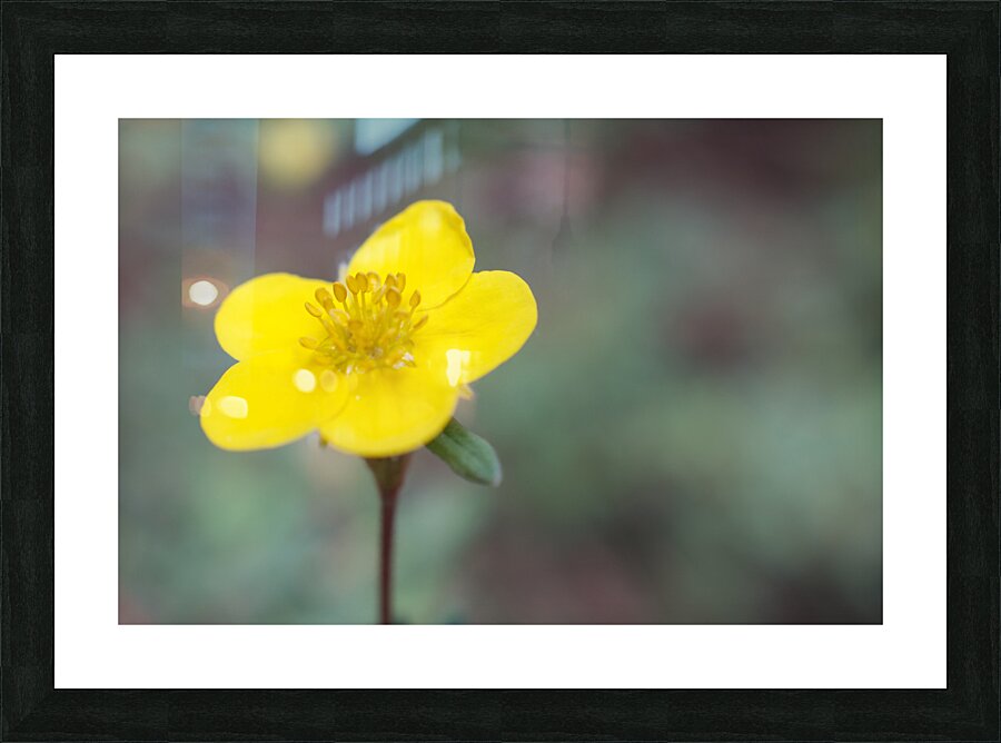 Marsh Marigold Picture Frame print
