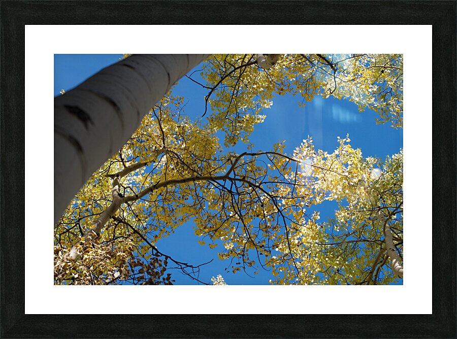 Sunlit Aspen Picture Frame print