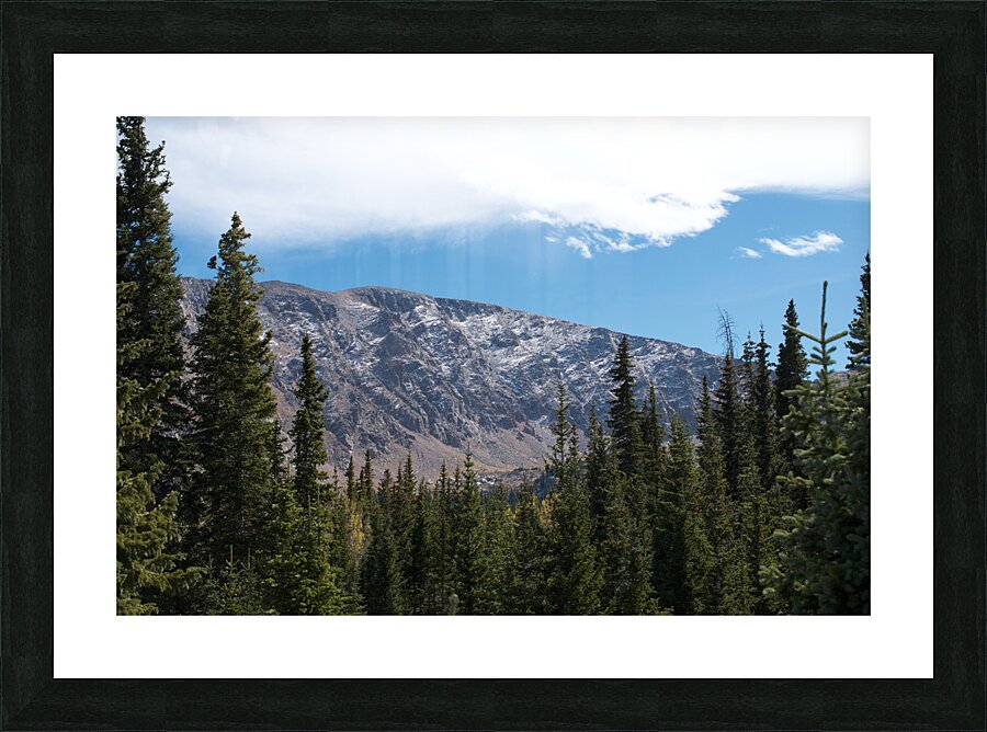 Evergreens Picture Frame print