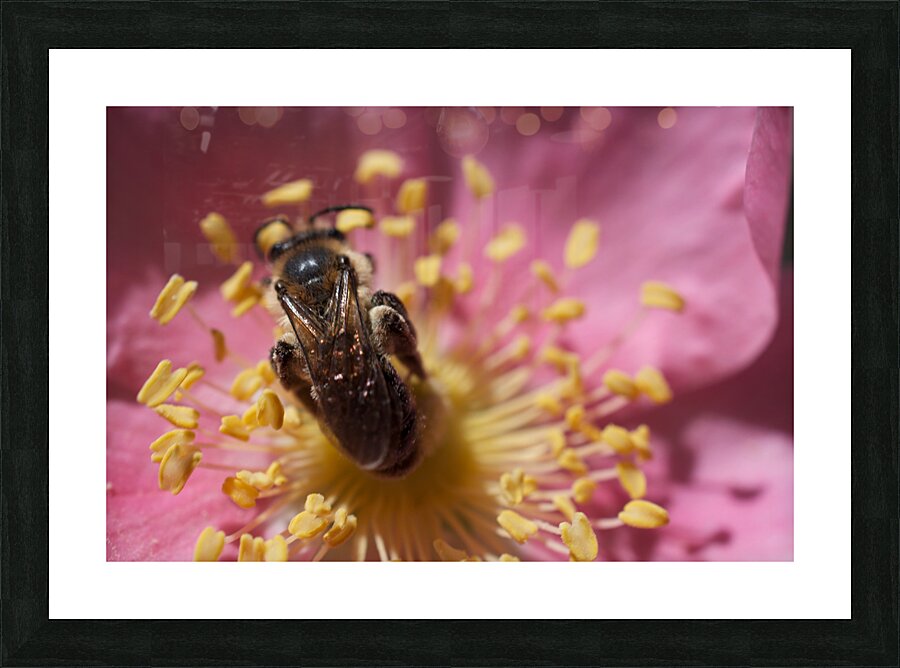 Bee on Pink Flower Picture Frame print