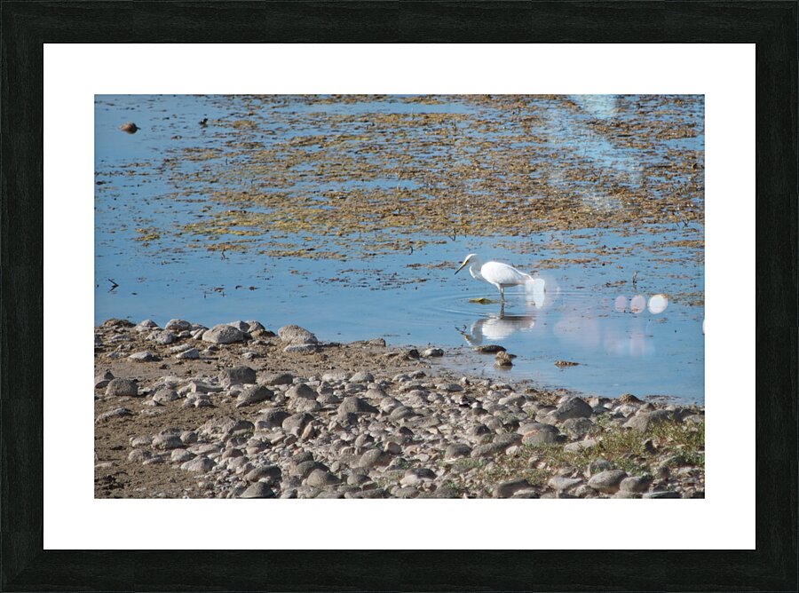 Lake Bird Picture Frame print
