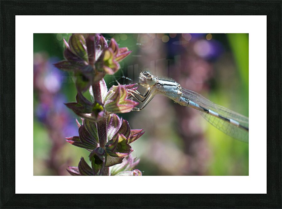 Dragonfly on Flowers Picture Frame print