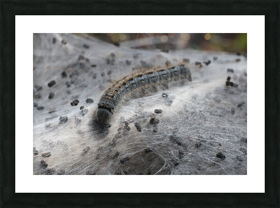 Caterpillar Nest Picture Frame print