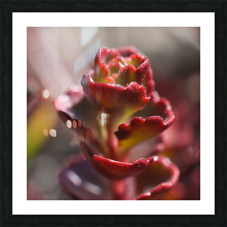 Sedum Spurium Picture Frame print