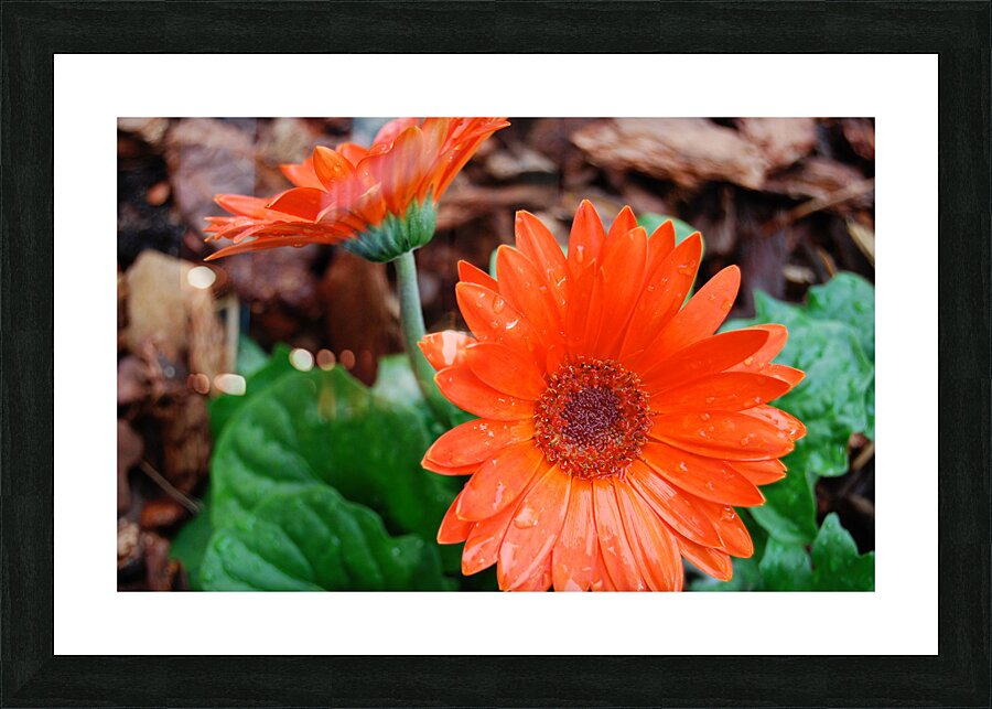 Wet Petals Picture Frame print
