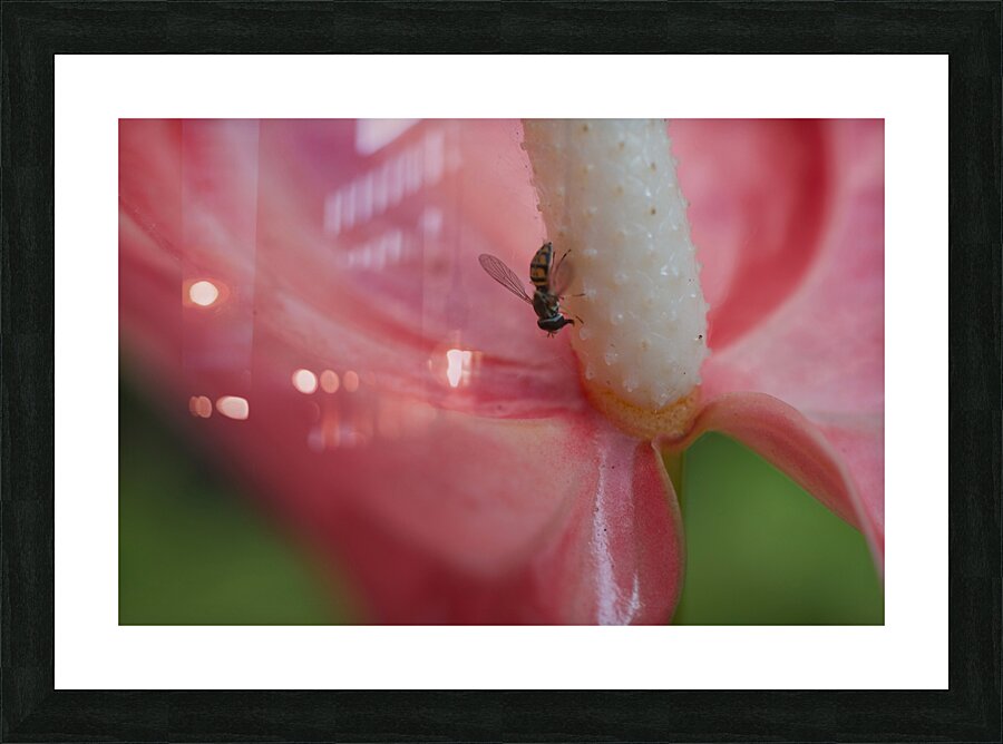 JB0 4701 Picture Frame print
