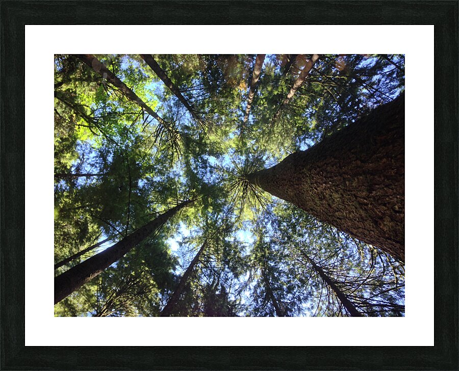 IMG 3993 Picture Frame print