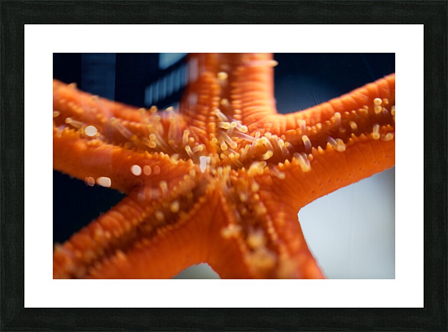 JB0 6157 Picture Frame print