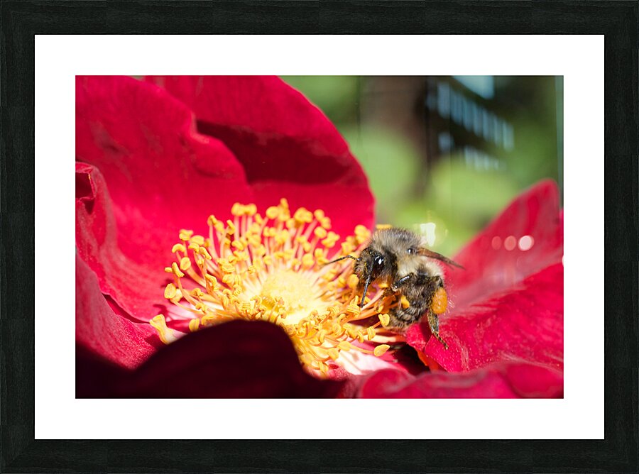 JB0 4006 Picture Frame print