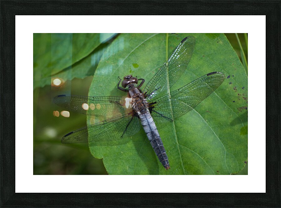 JB0 5038 Picture Frame print