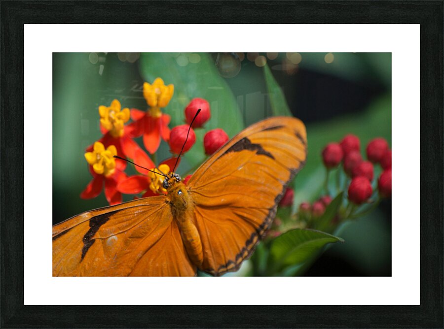 JB0 4874 Picture Frame print