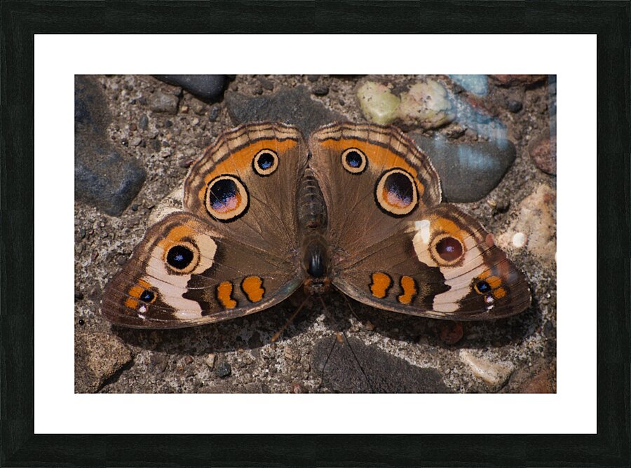 JB0 4867 Picture Frame print