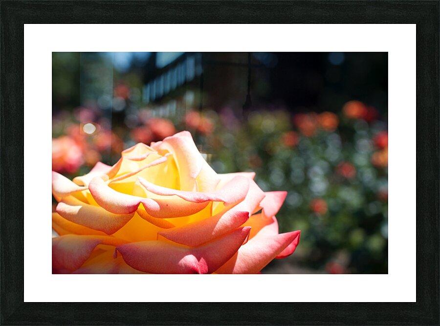 JB0 4026 Picture Frame print