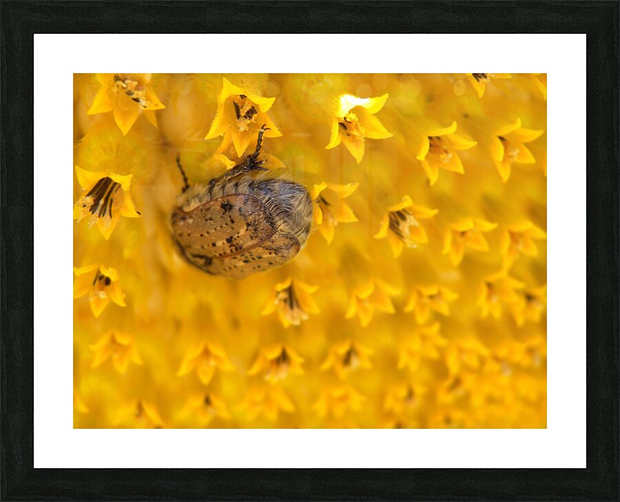 DSCN2327 Picture Frame print