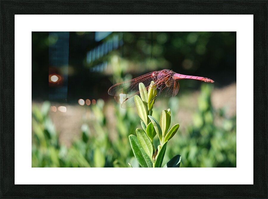 DSCF0598 Picture Frame print