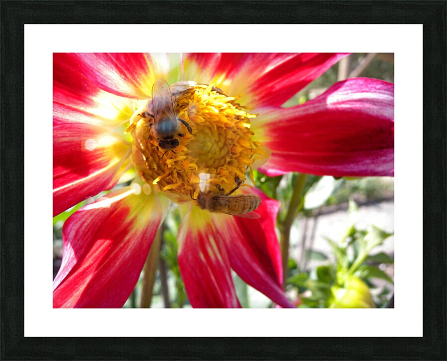 DSCN2314 Picture Frame print
