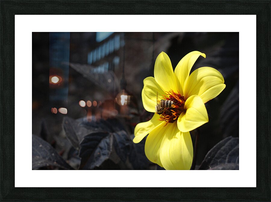 DSC 3268 Picture Frame print