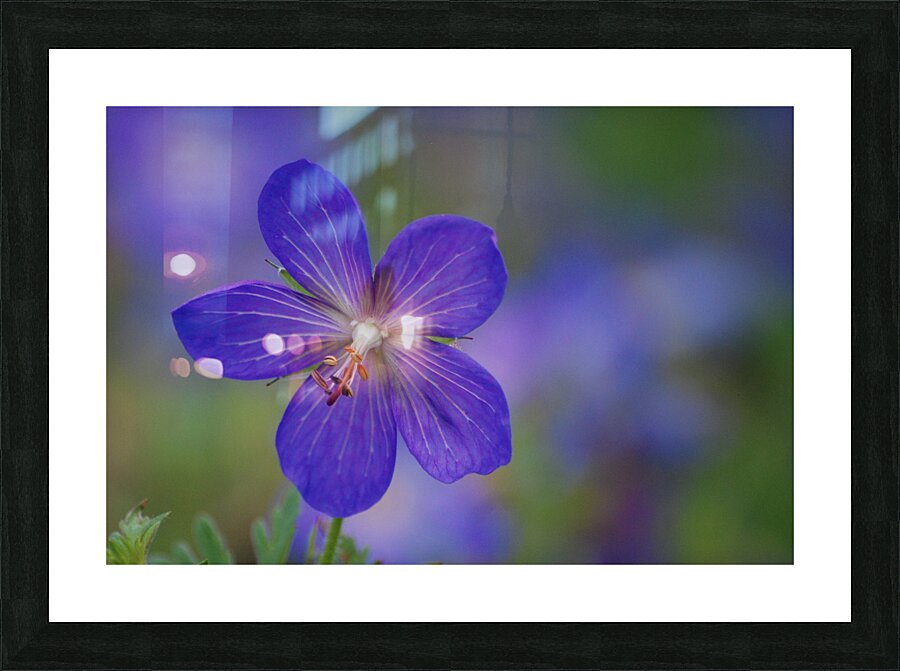 DSC 3194 Picture Frame print