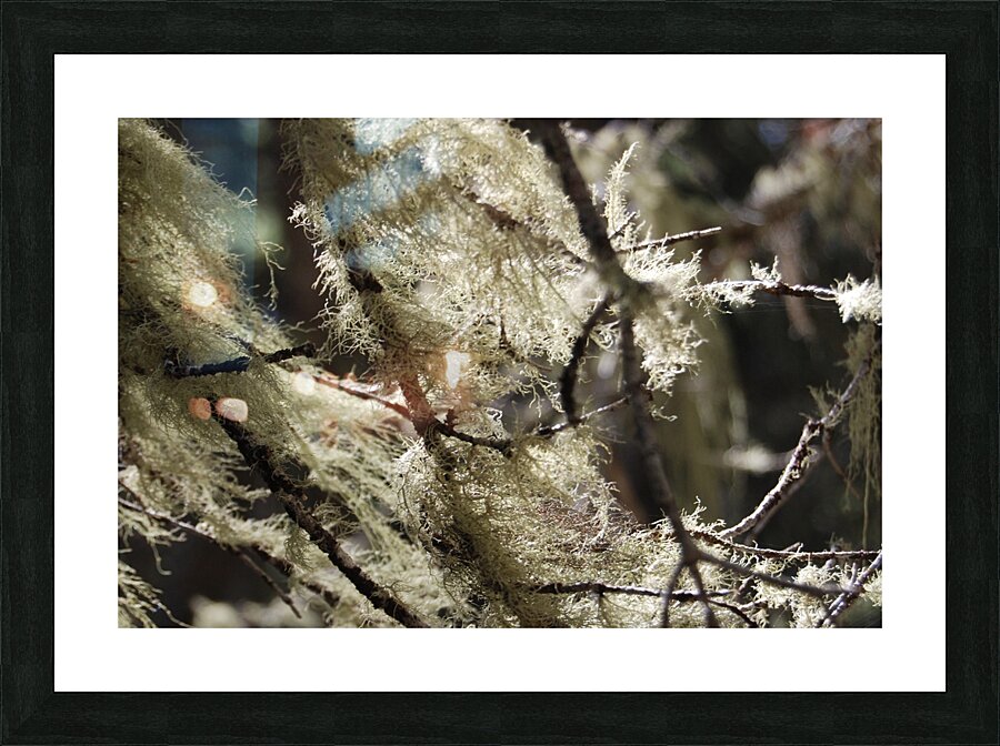 DSC 4300 Picture Frame print